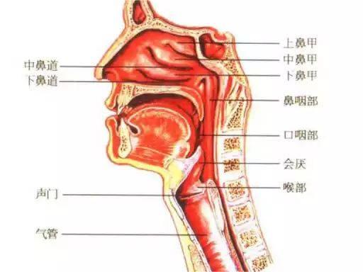 如何使用电子支气管镜：生产厂家提供的入境技巧指南
