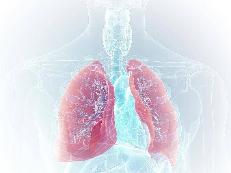电子支气管镜:未来呼吸系统疾病的诊断与治疗利器 电子支气管镜:未来呼吸系统疾病的诊断与治疗利器